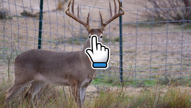 monster texas whitetail deer hunting
